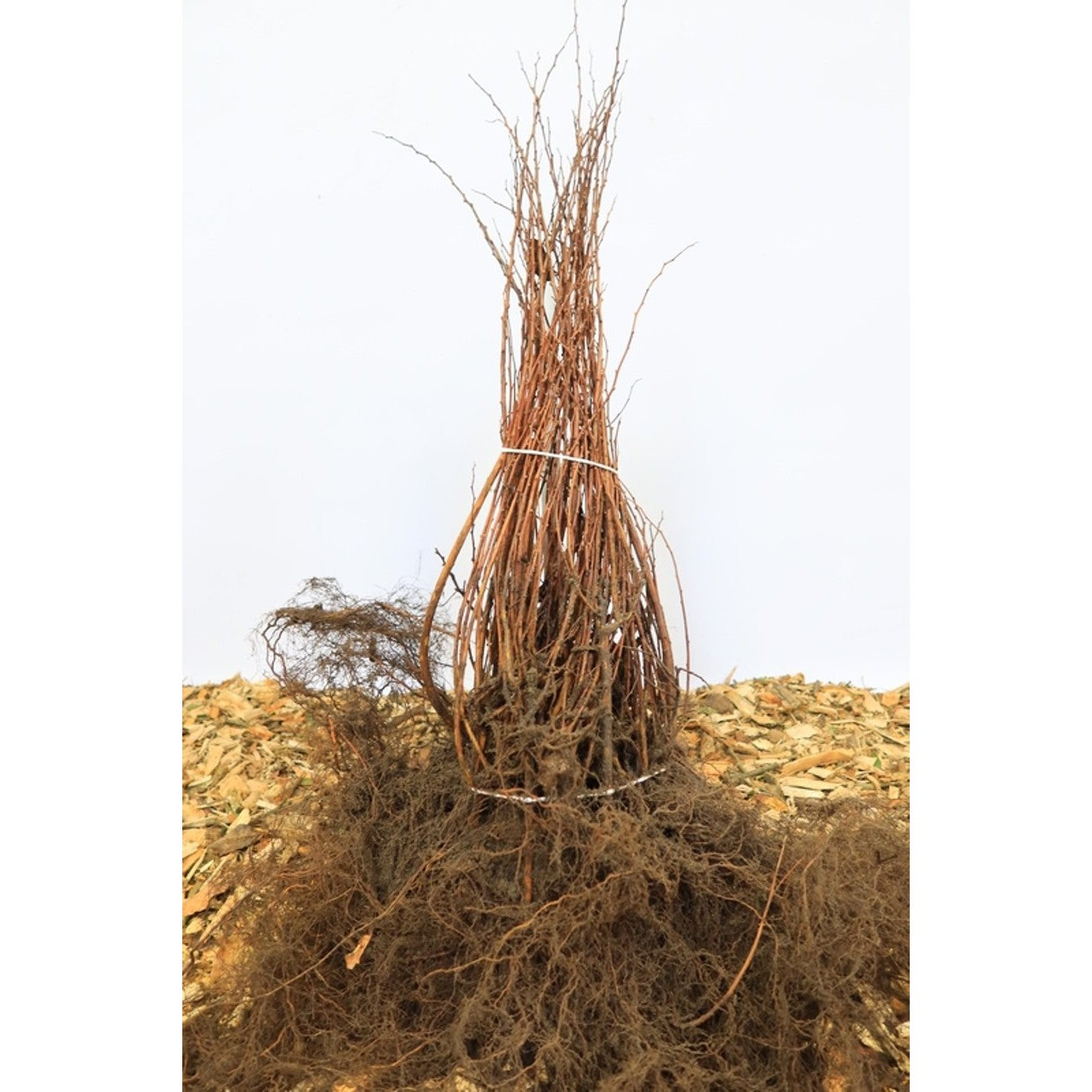 Woodland plants in Container