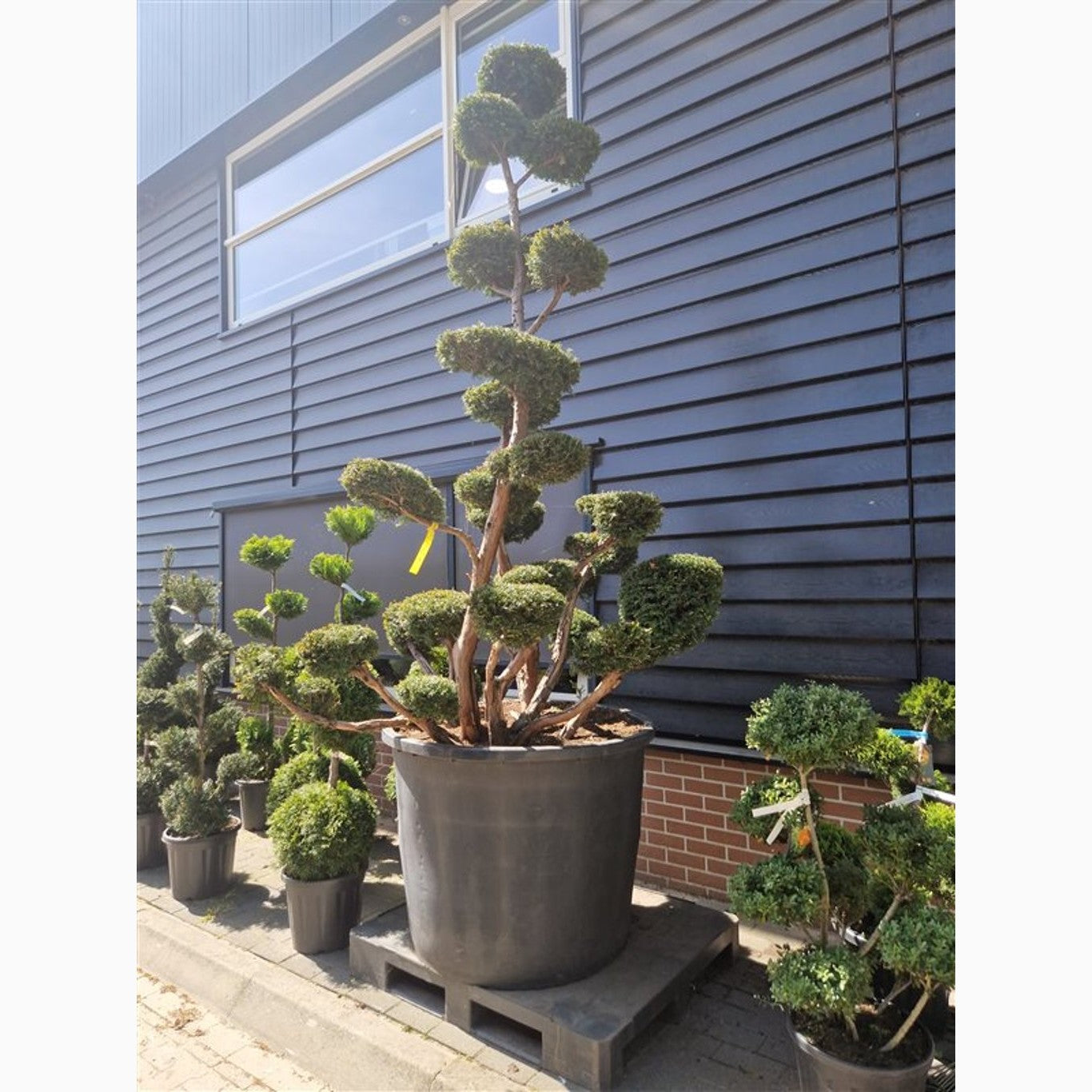 Idegran – Taxus baccata - 300-325 CM Bonsai Cont.