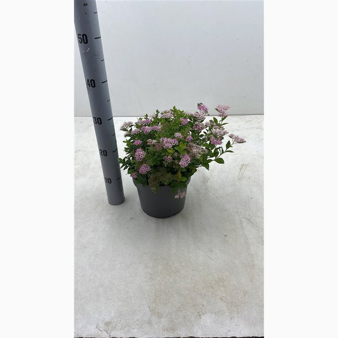 Praktspirea – Spiraea japonica &