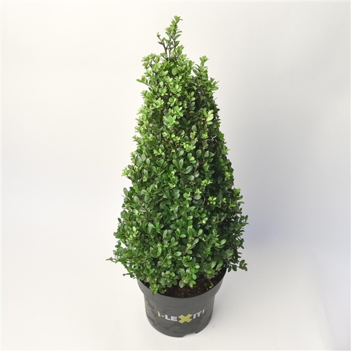 Japansk järnek – Ilex crenata 'Dark Green'® - 40-50 CM Cone C5