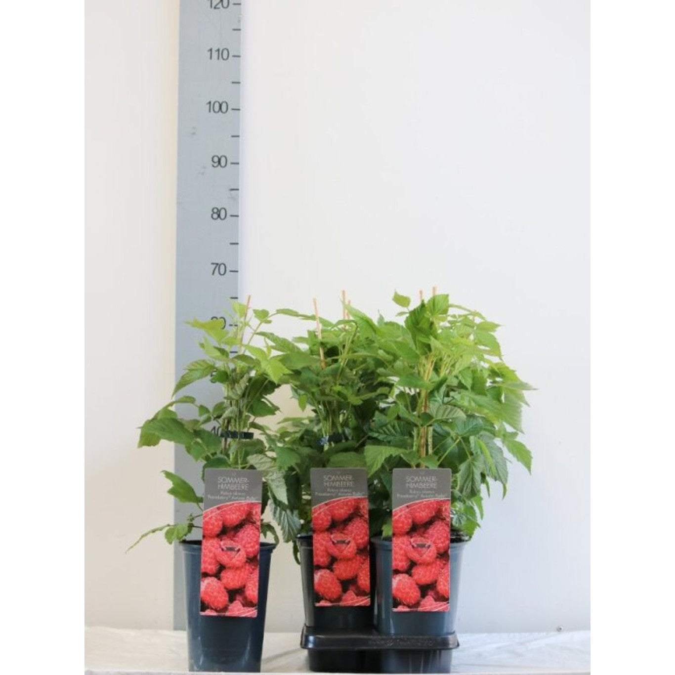 Hallon – Rubus idaeus 'Autumn Belle' - C3 40-60 CM