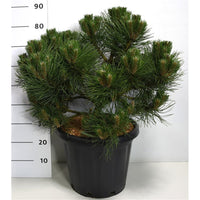 Svarttall – Pinus nigra 'Nana' - C25 50-60 cm.