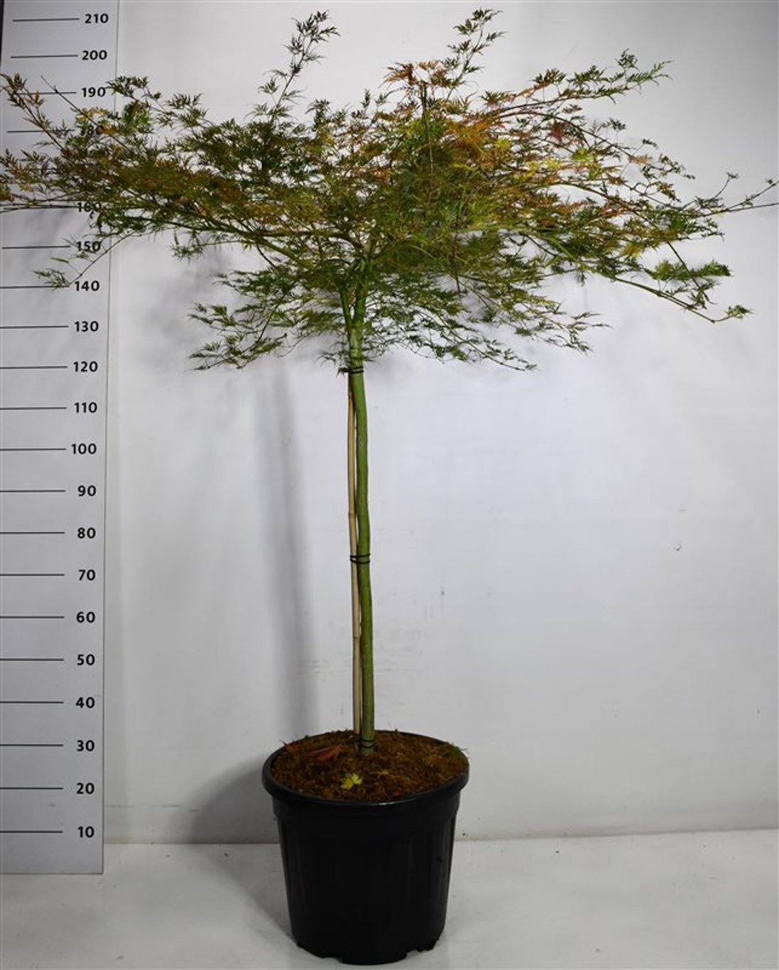 Japansk lönn – Acer palmatum &