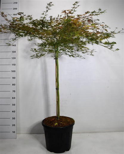 Japansk lönn – Acer palmatum &