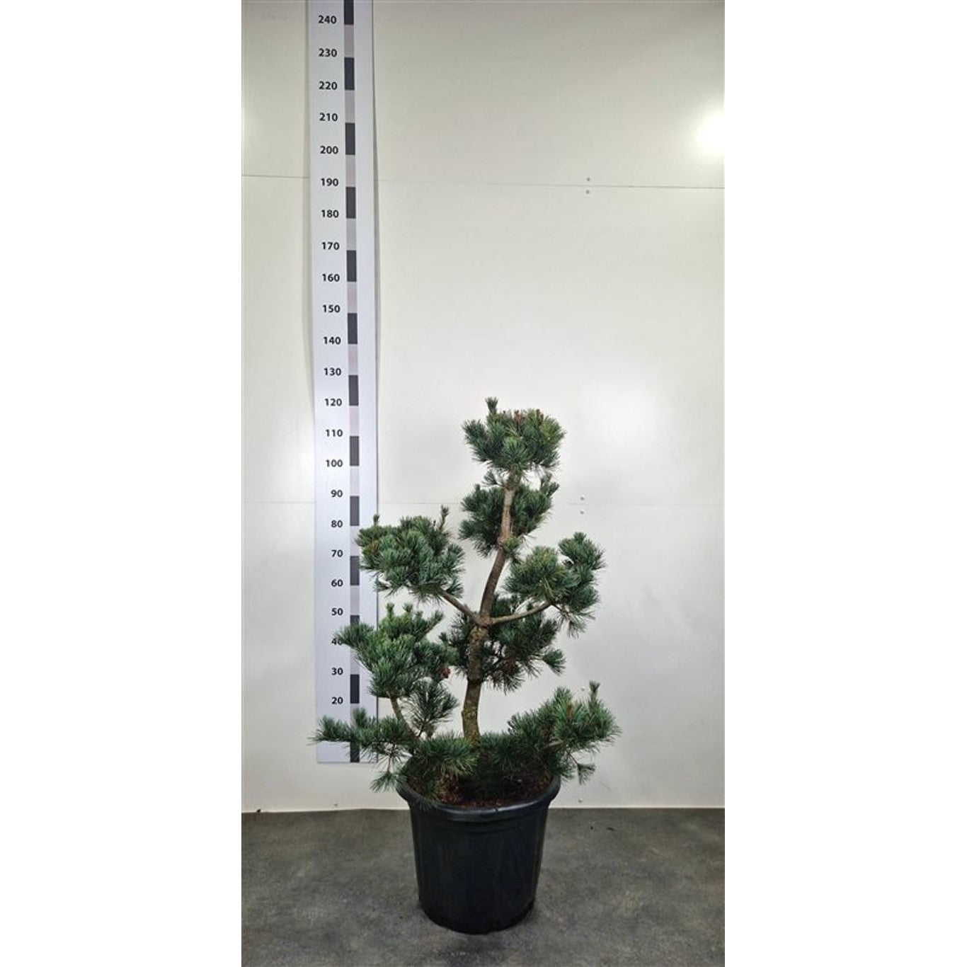 Japansk vitbarrtall – Pinus parviflora 'Himburgii' - 80-100 CM Bonsai Cont.