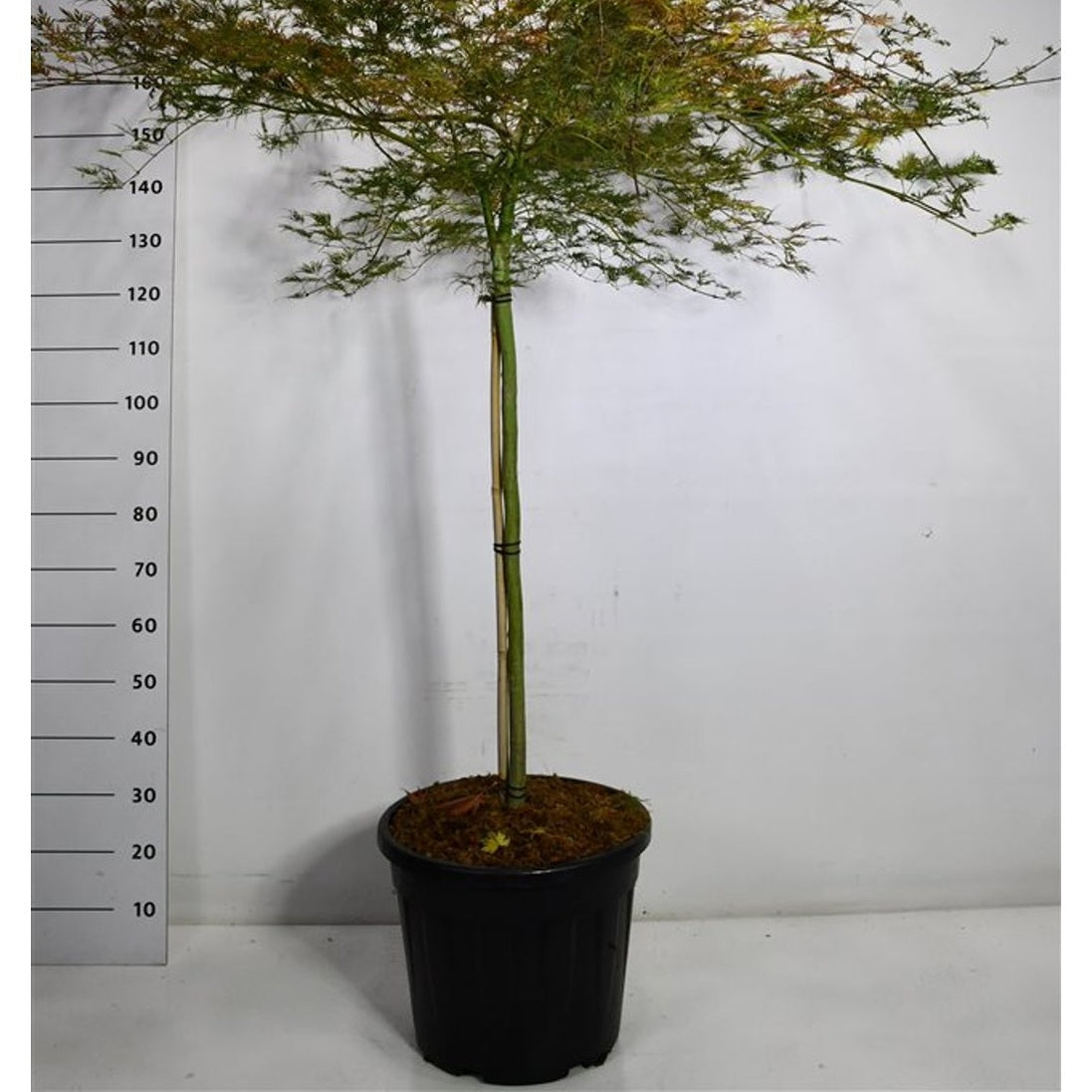 Japansk lönn – Acer palmatum 'Emerald Lace' - C35 90 cm. Stam