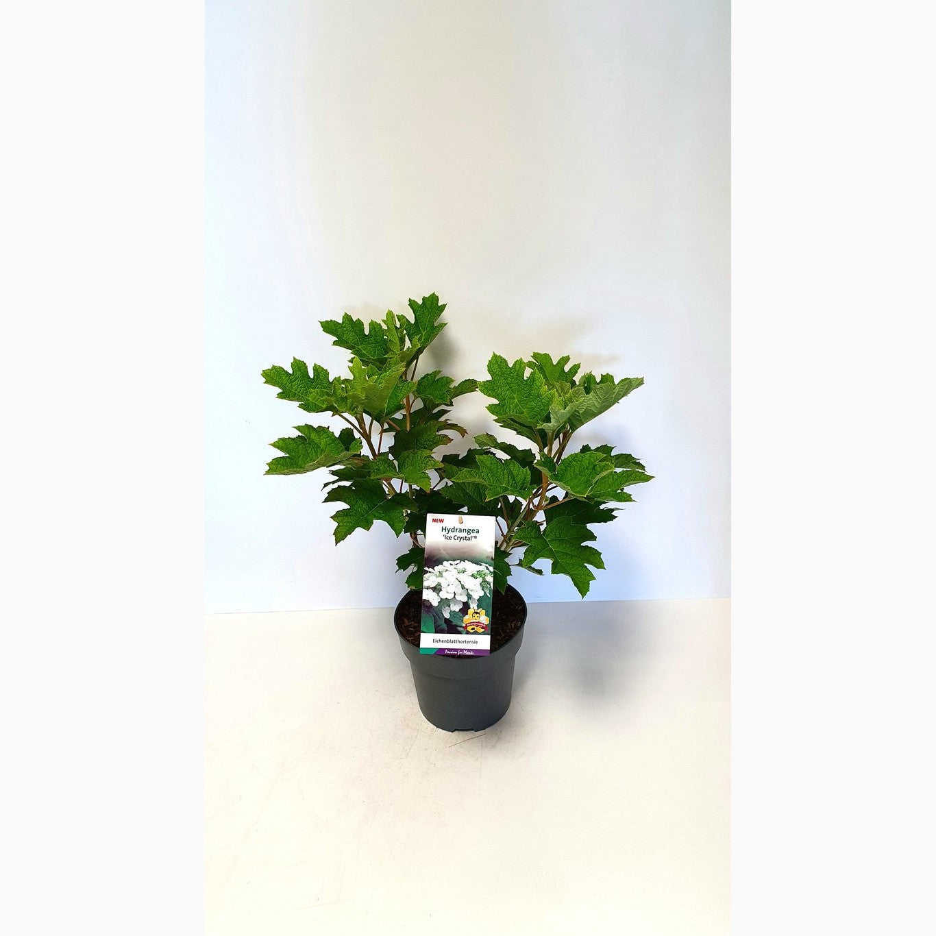 Ekbladshortensia – Hydrangea quercifolia 'Ice Cristal' - C5 50-60 CM