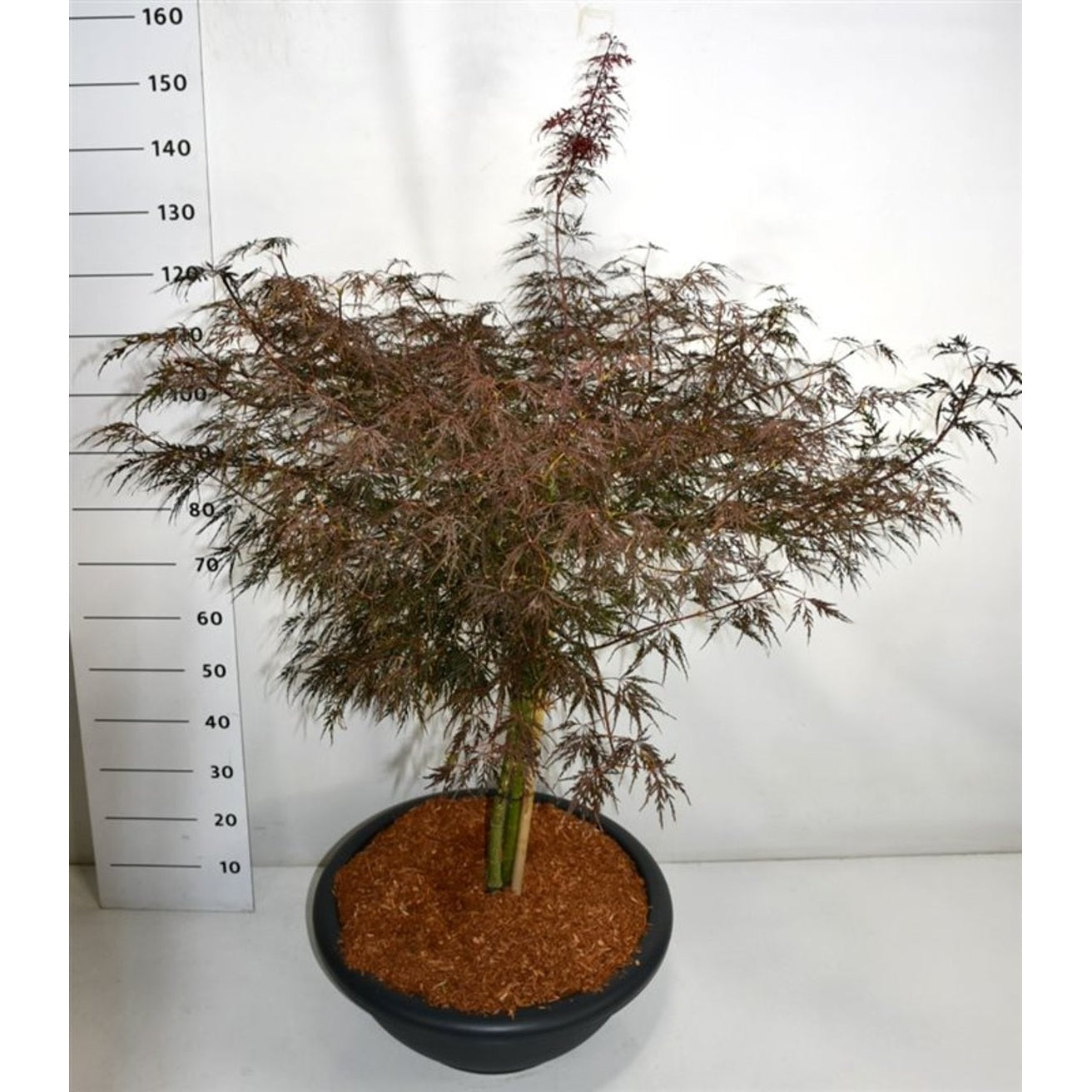 Japansk lönn – Acer palmatum 'Firecracker' - C60 70 cm. Stam