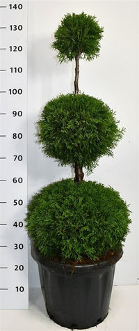 Thuja – Thuja occidentalis 'Smaragd' - C25 80-100 cm. Triobol