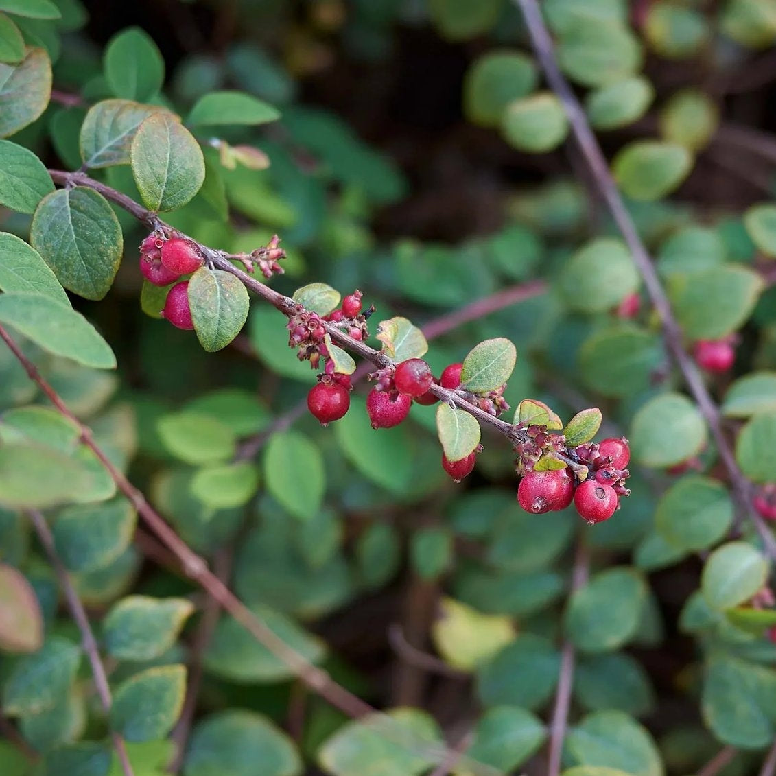 Snöbär – Symphoricarpos chenaultii - 50-80 CM bare root 0/1