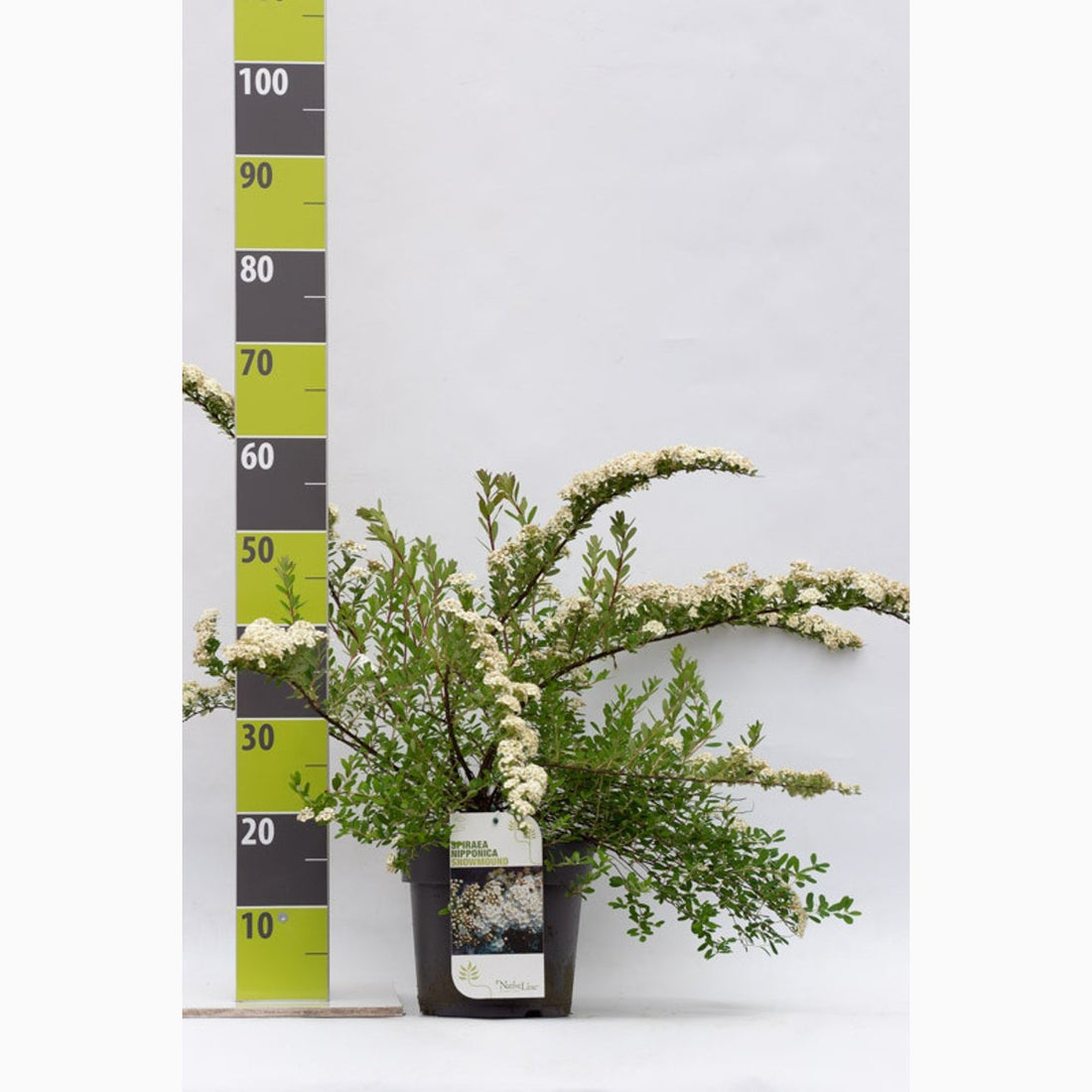 Spirea – Spiraea nipponica &