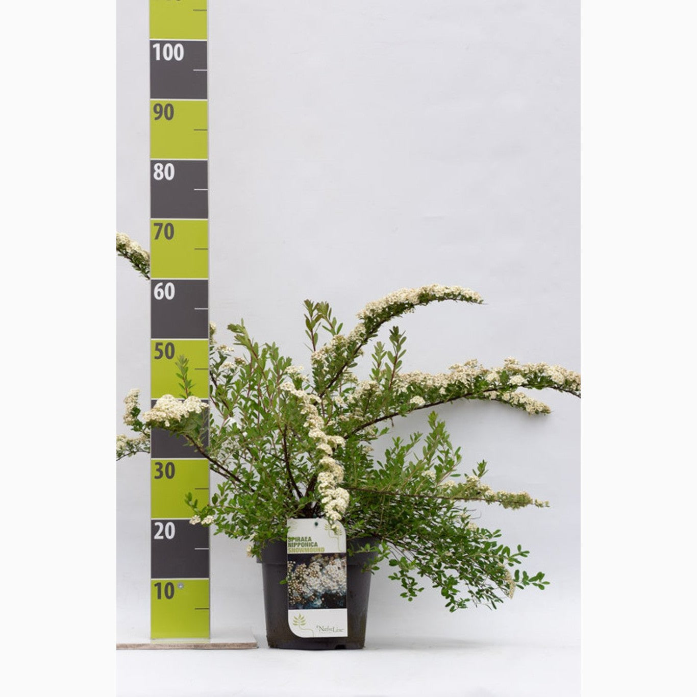 Spirea – Spiraea nipponica 'White Carpet' - C4,6 50-60 CM