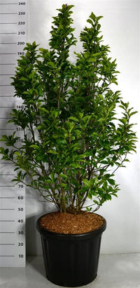 Magnolia – Magnolia 'Susan' - C80 125-150 cm. Sol