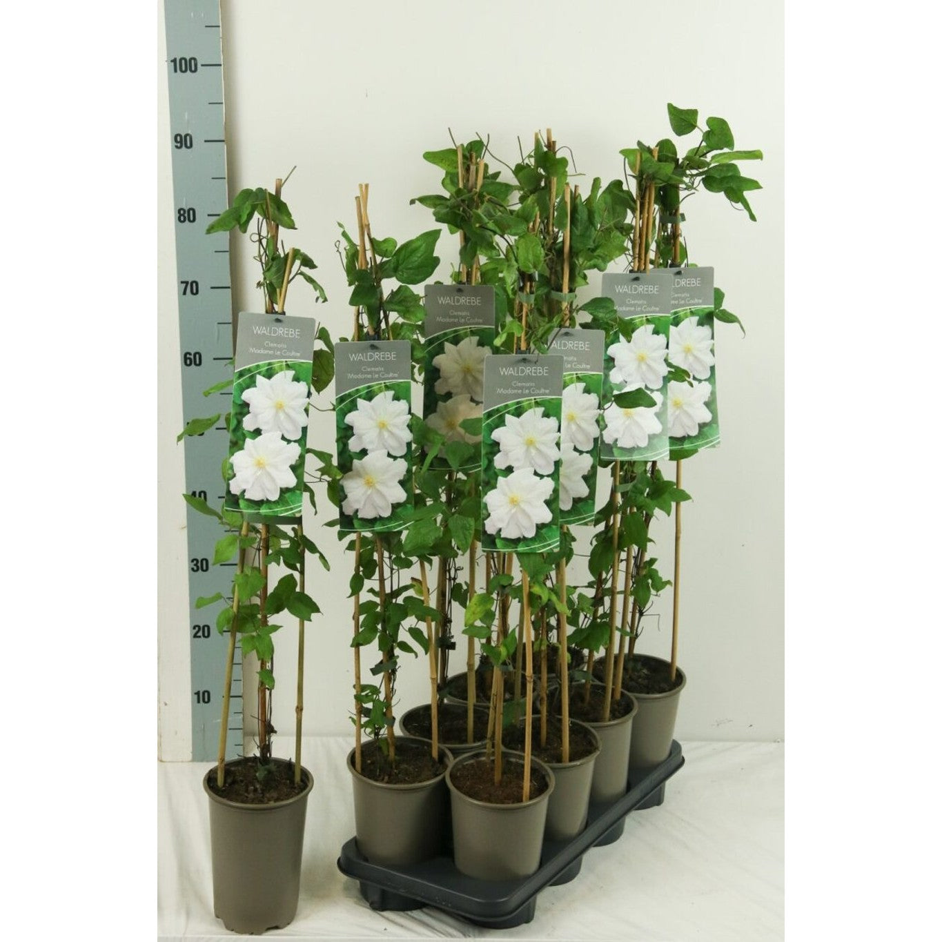 Klematis – Clematis 'Madame Le Coultre' - C2 60-80 CM Stick