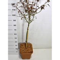 Japansk lönn – Acer palmatum 'Shaina' - C15 60 cm. Stam
