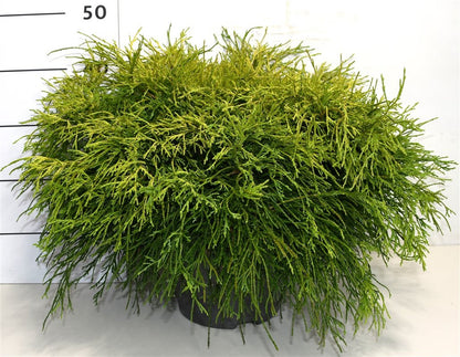 Ädelcypress – Chamaecyparis pisifera &
