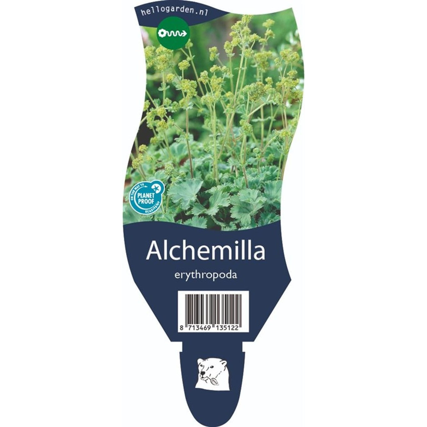 Daggkåpa – Alchemilla erythropoda - P11