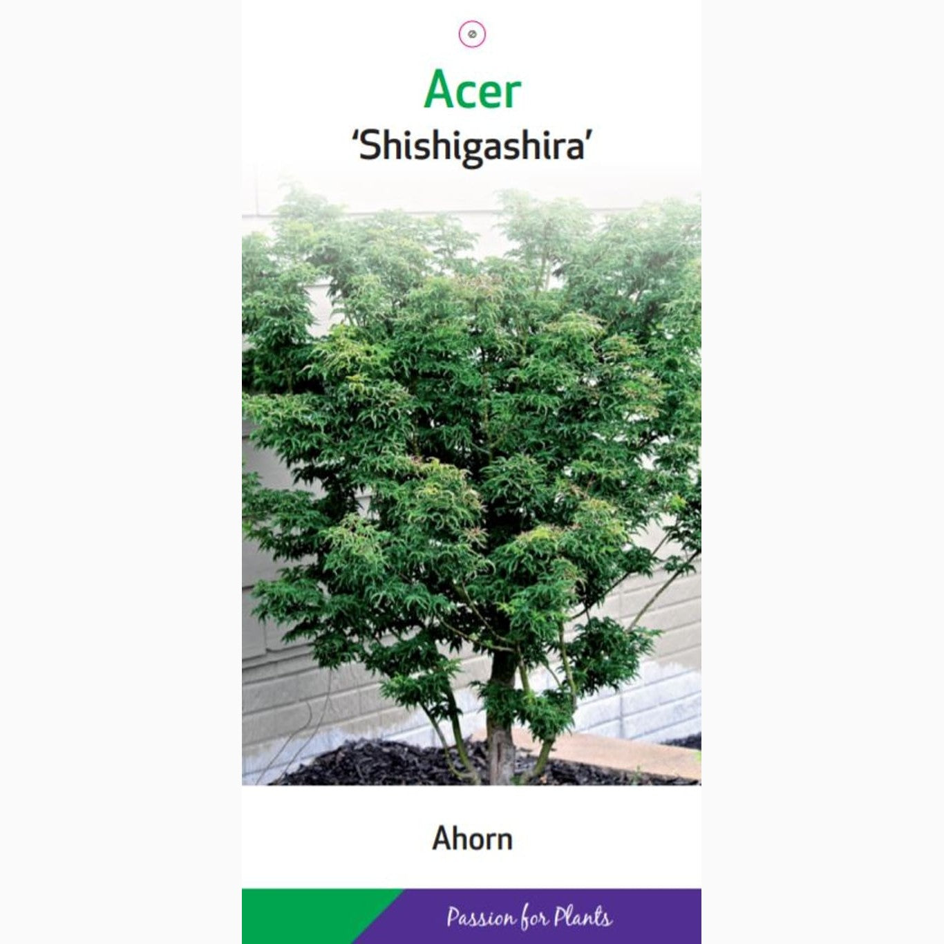 Japansk lönn – Acer pal. 'Shishigashira' - C5 60-80 CM