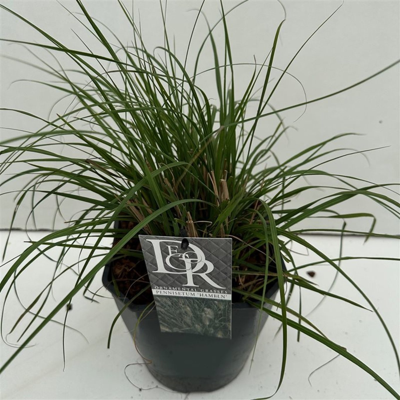 Lampborstgräs – Pennisetum alopecuroides 'Hameln' - C5