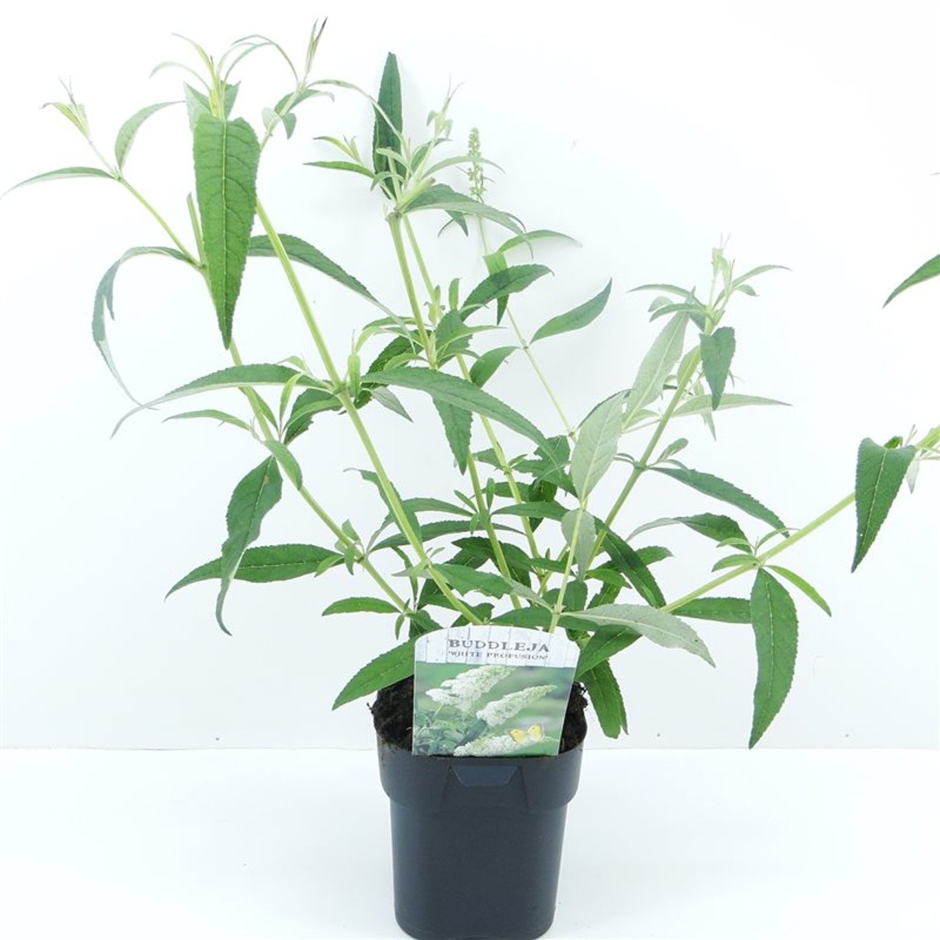 Sommarlilja – Buddleja d. 'White Profusion' - C2