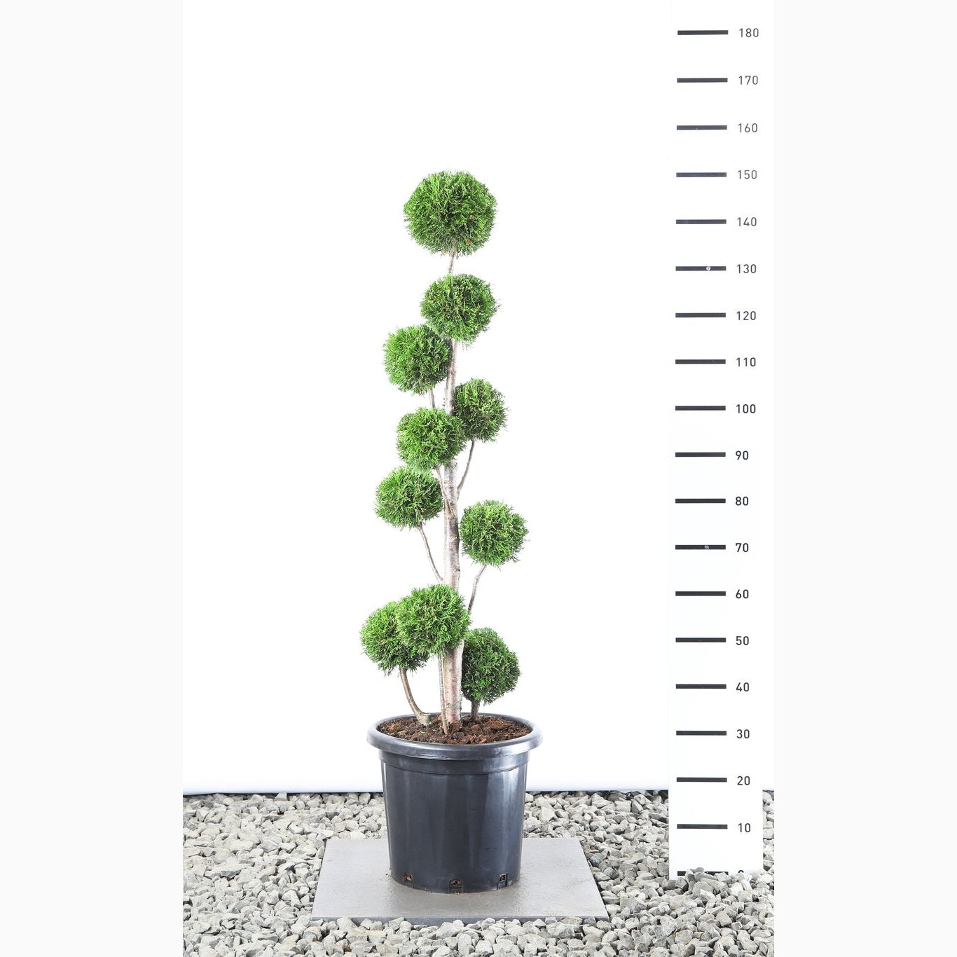 Thuja – Thuja occidentalis 'Smaragd' - 125-150 CM PonPon EXTRA in Cont.