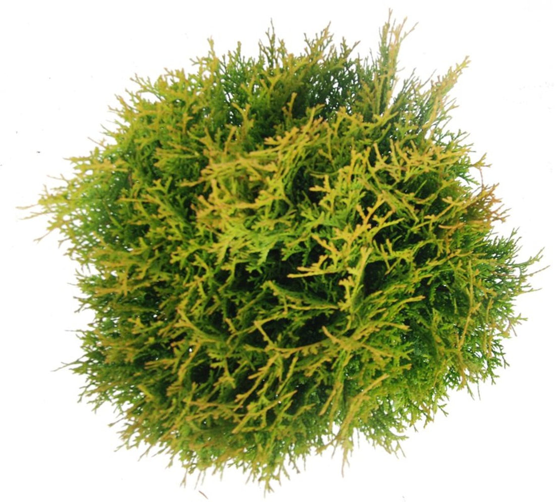 Thuja – Thuja occidentalis &