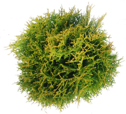Thuja – Thuja occidentalis &