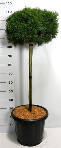 Bergtall – Pinus mugo 'Mops' - C25 80 cm. Stam