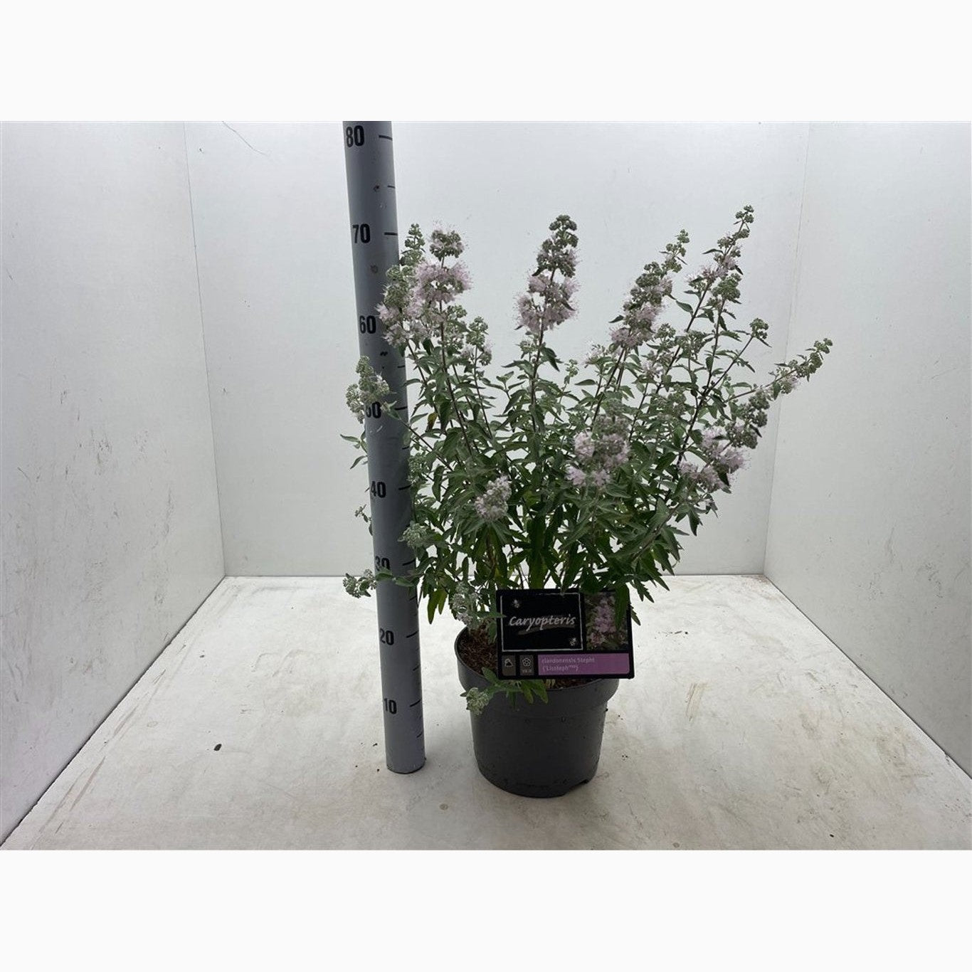 Blåspirea – Caryopteris clandonensis &