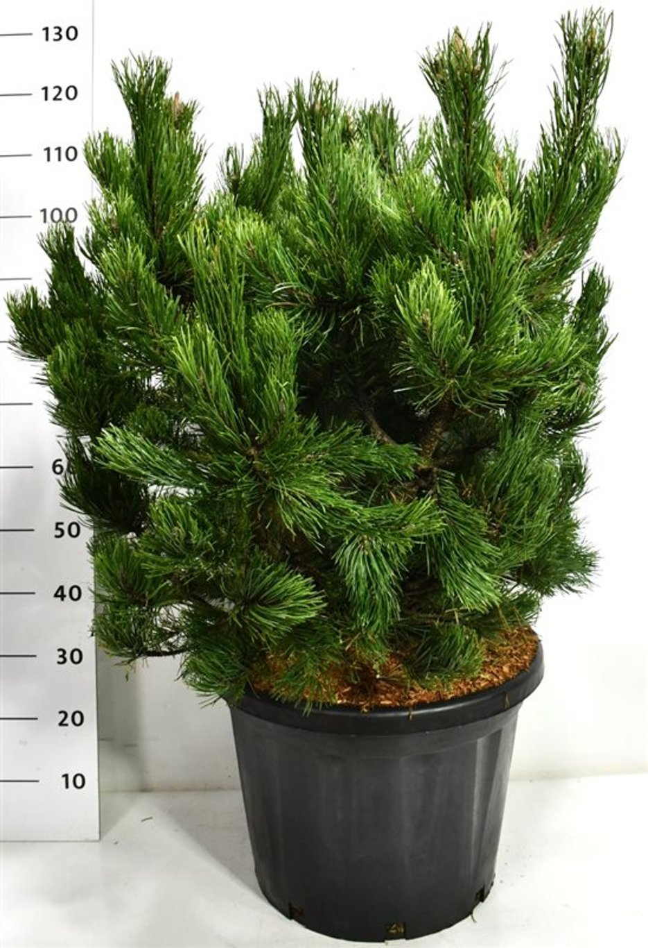 Bergtall – Pinus mugo 'Gnom' - C45 80-90 cm.