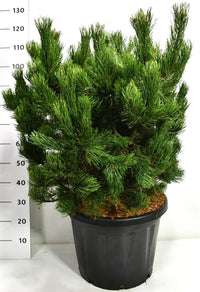 Bergtall – Pinus mugo 'Gnom' - C45 80-90 cm.