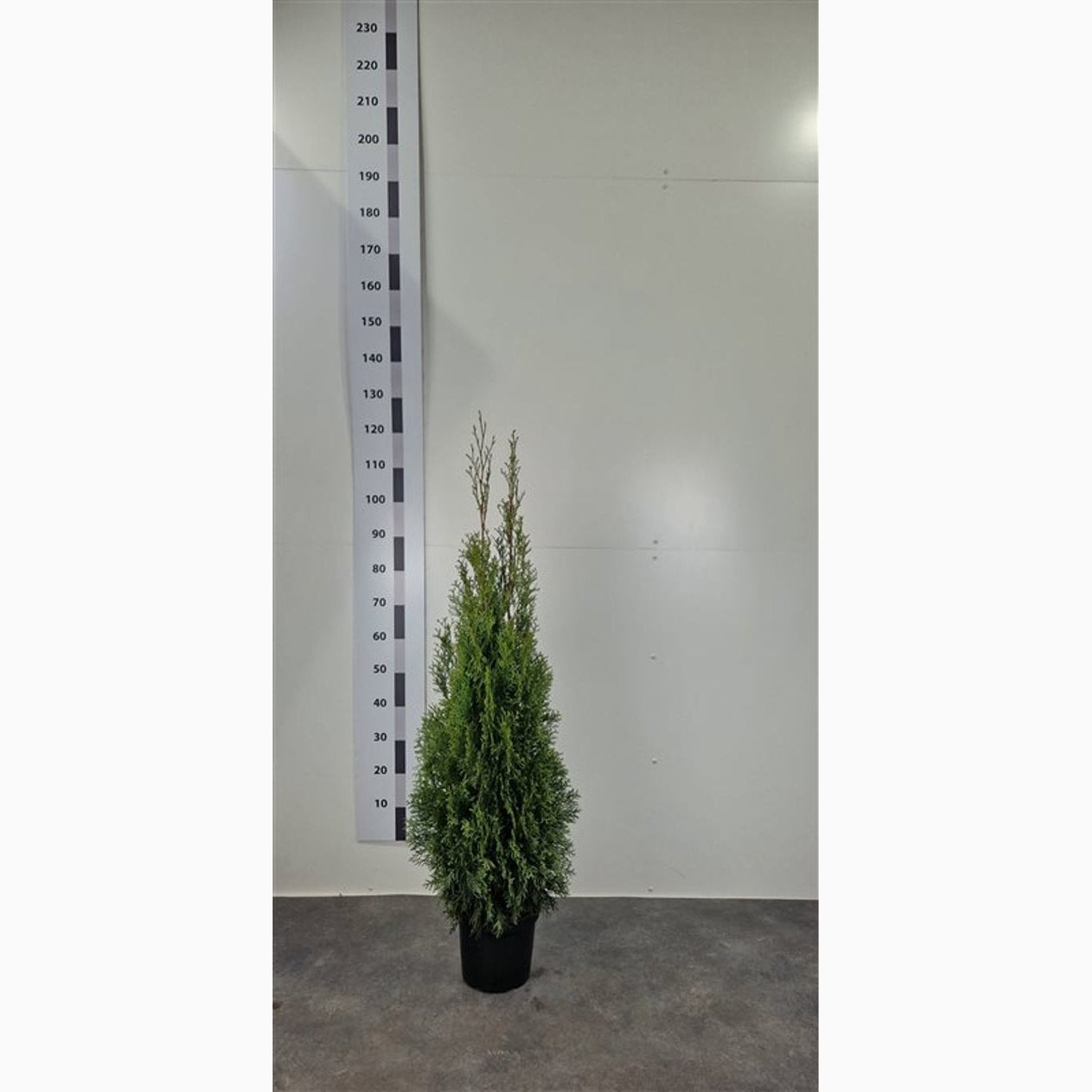 Thuja – Thuja occidentalis 'Smaragd' - C5 100-120 CM