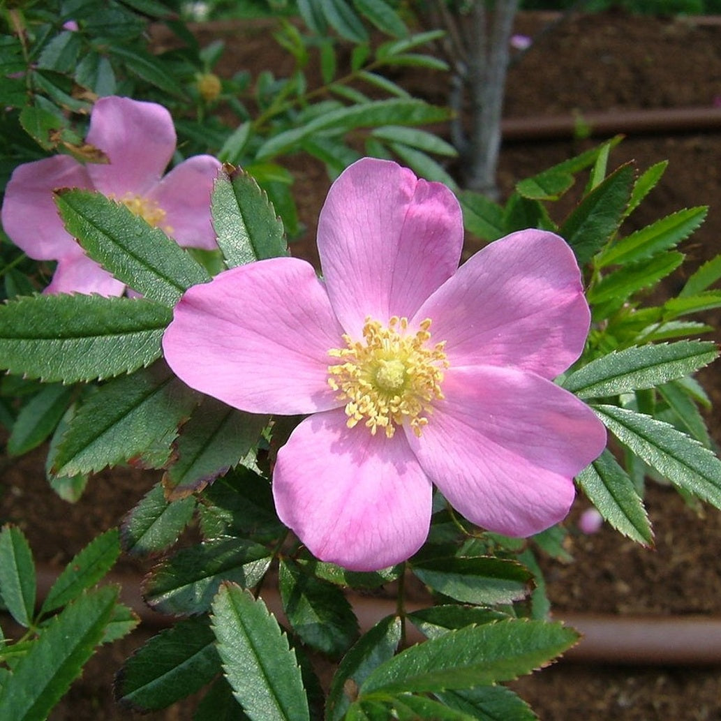 Buskros – Rosa nitida - 30-50 CM bare root 0/1  2-3 branche