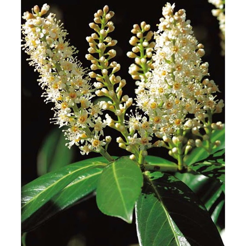 Lagerkörsbär – Prunus laurocerasus 'Caucasica' - C70 16/18 HO/ST