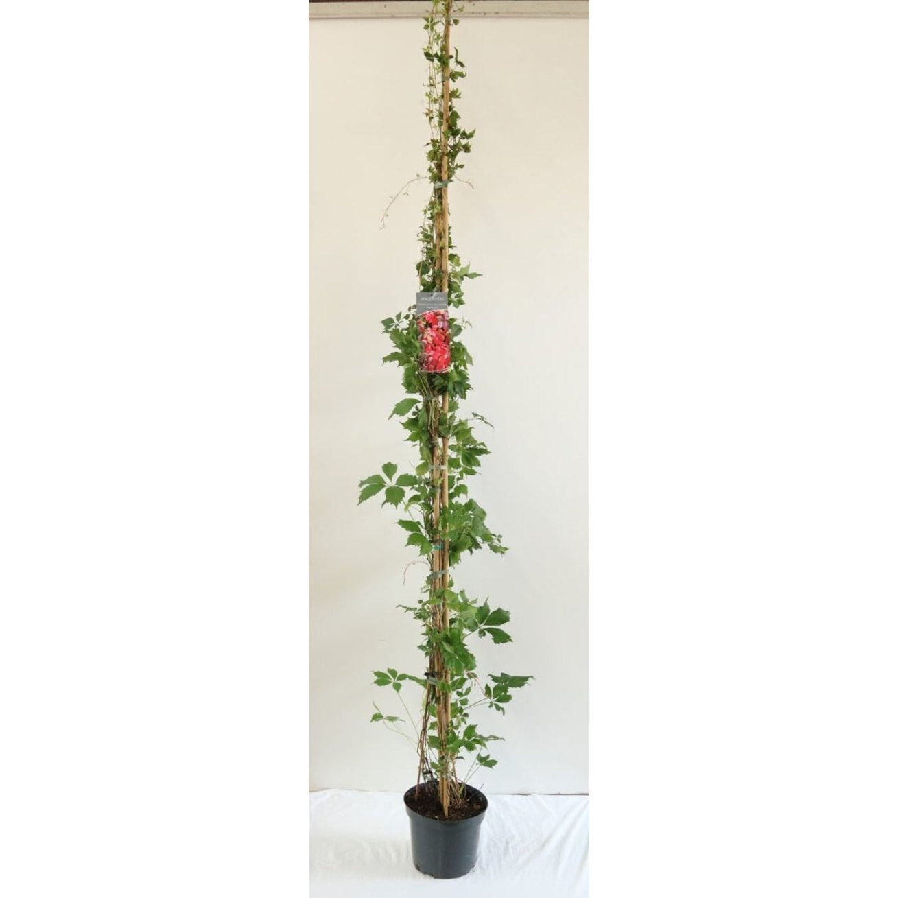 Klättervildvin – Parthenocissus quinquefolia engelmannii - C7.5 225-275 CM Stock