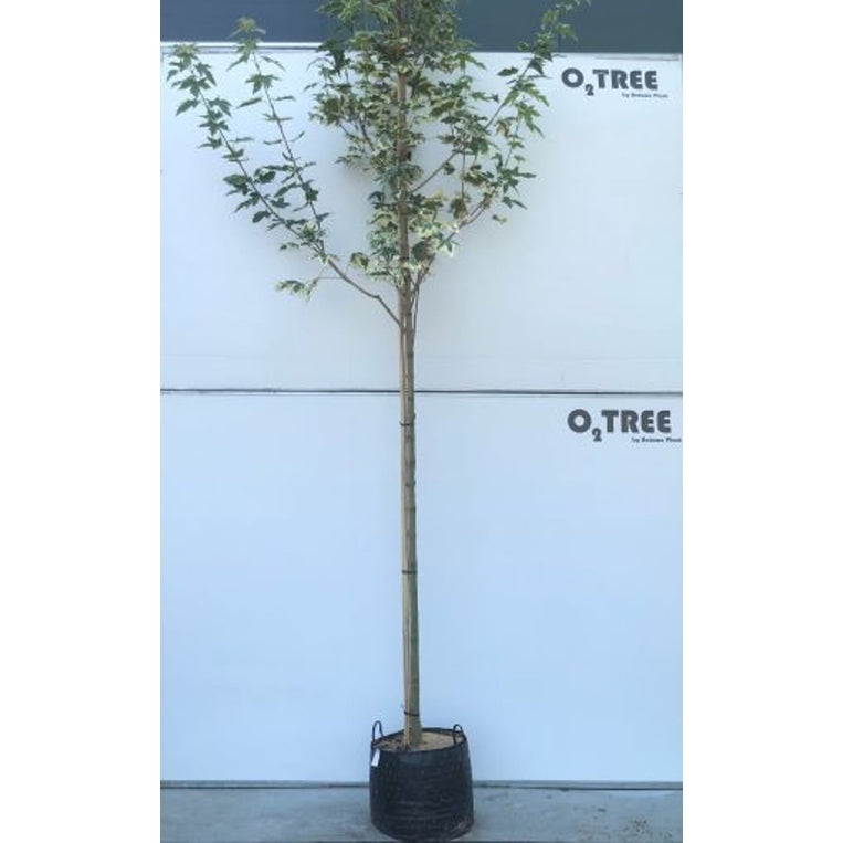 Skogslönn – Acer plat. 'Drummondii' - 10/12 in Cont HO/ST