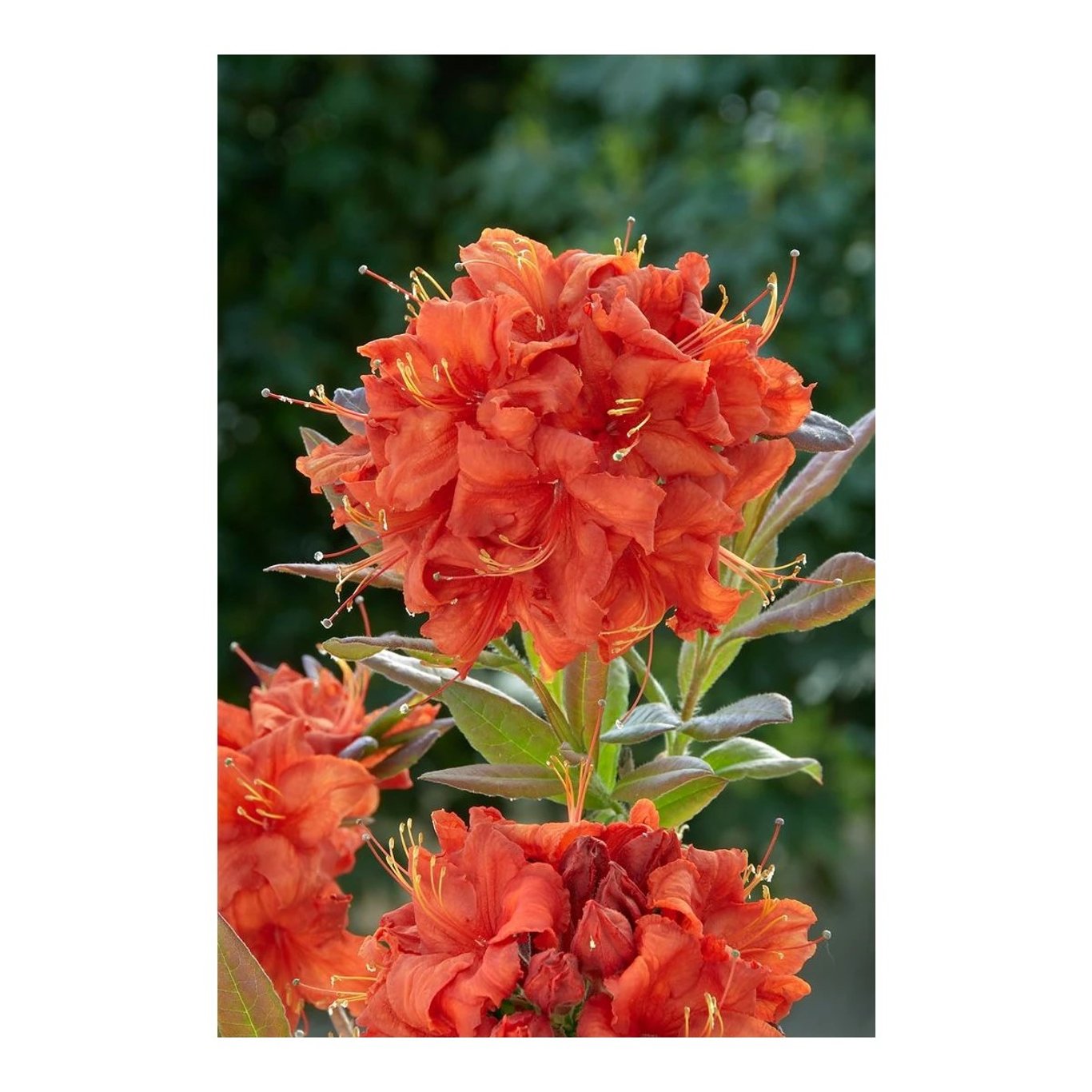 Rhododendron – Rhododendron (AK); 'Royal Command' - C12 60-80 CM