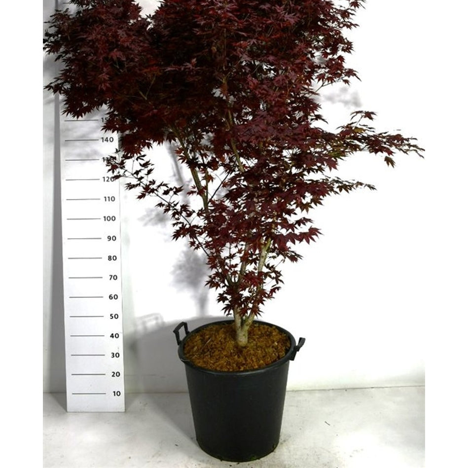 Japansk lönn – Acer palmatum 'Fireglow' - C75 175-200 cm.