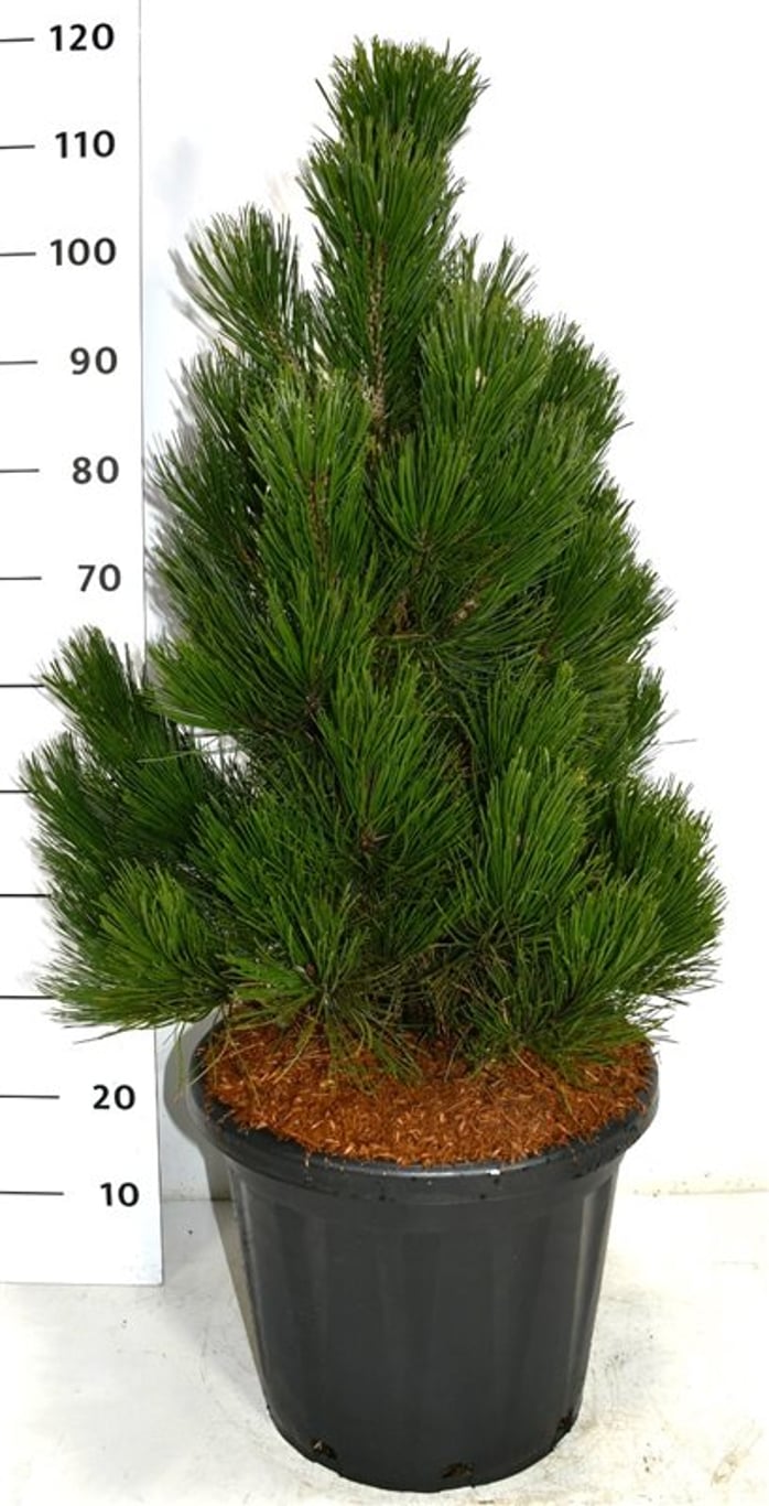Balkantall – Pinus heldreichii &