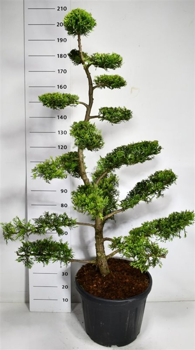 Cypresscypress – Cupressocyparis leylandii &