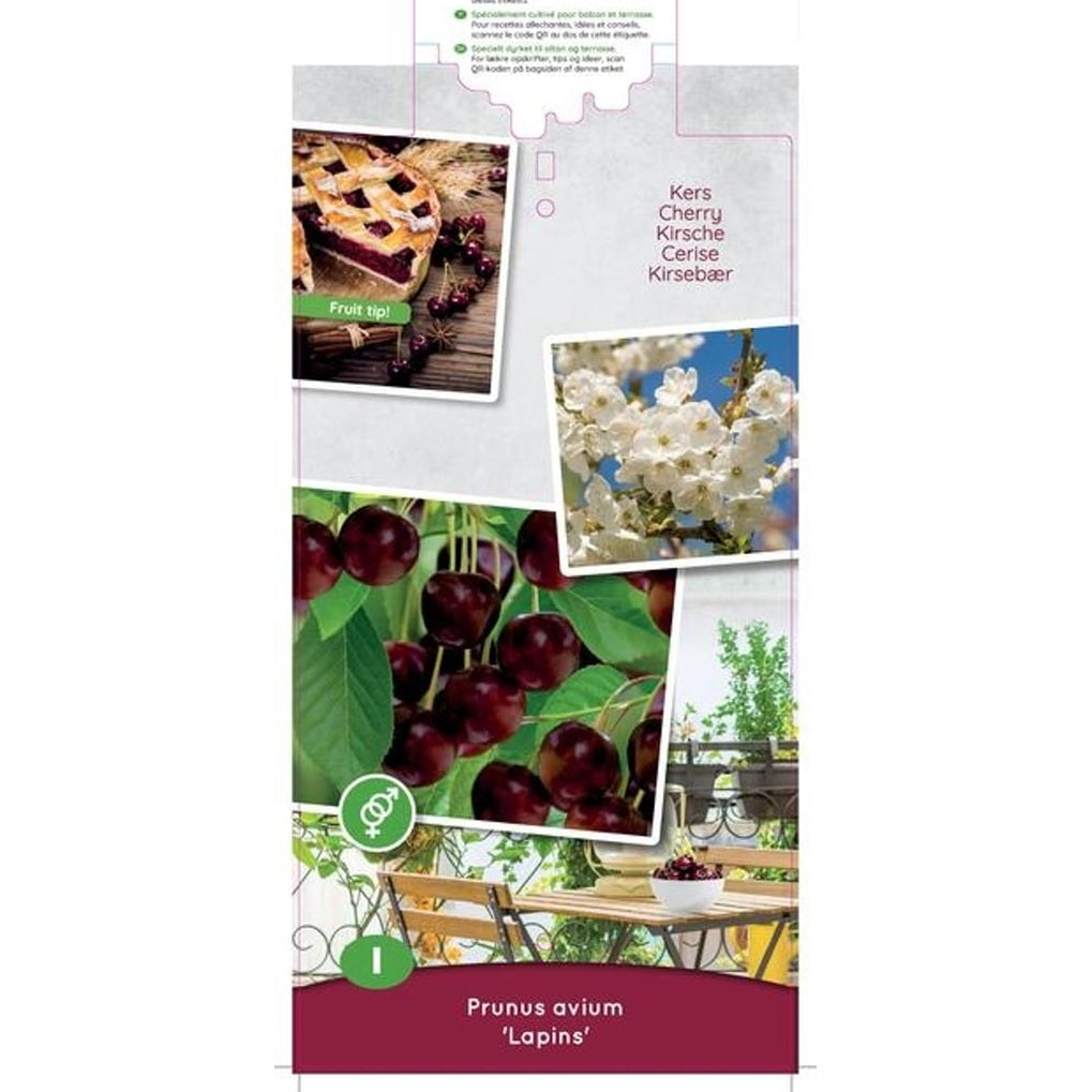 Körsbär – Prunus avium 'Lapins' - C5 60-80 CM Patio