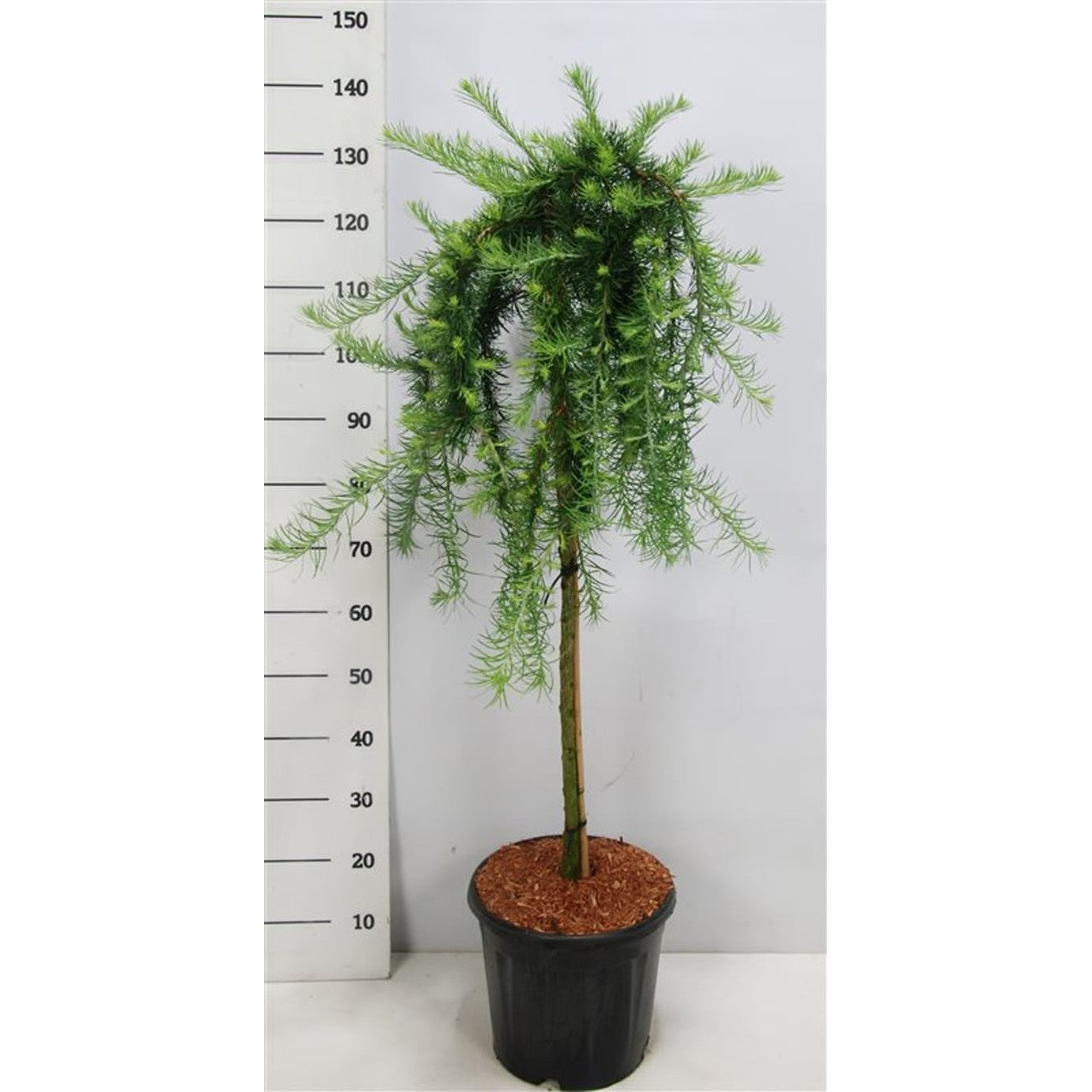 Japansk lärk – Larix kaempferi 'Boring Weeper' - 90 CM Stem C20