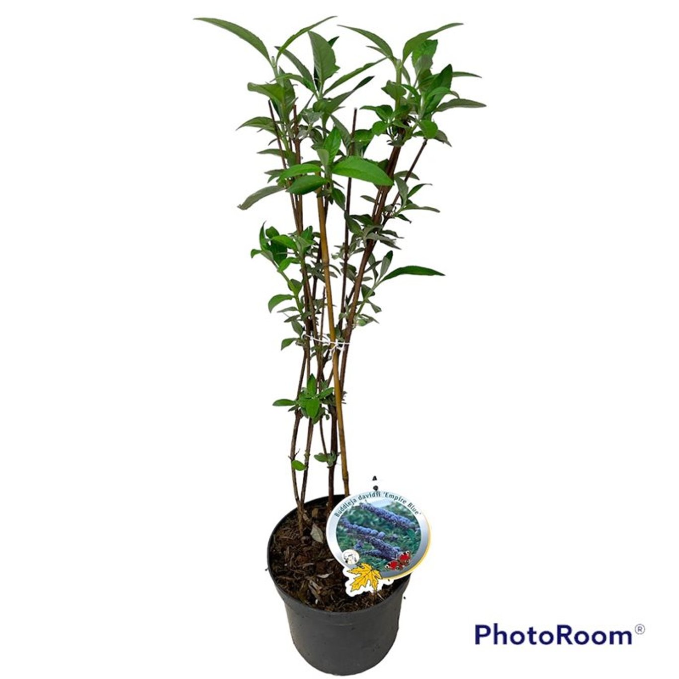 Sommarlilja – Buddleja d. 'Empire Blue' - C3