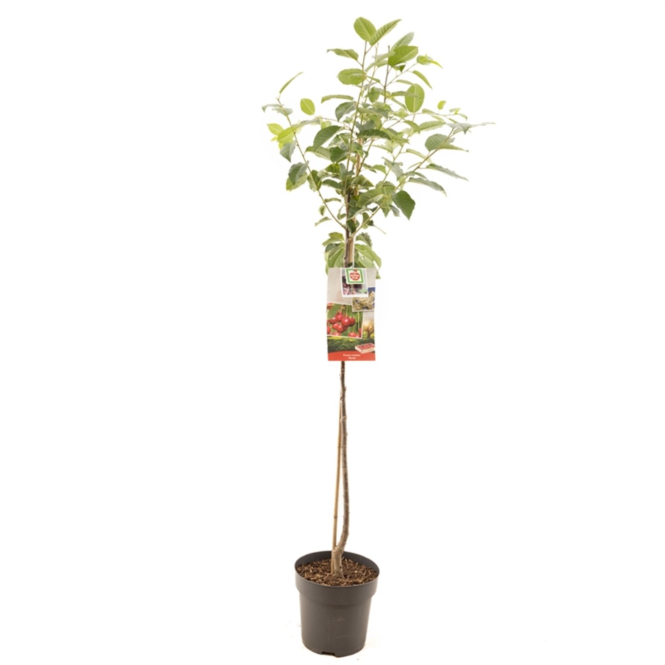 Körsbärsplommon – Prunus cerasifera 'Morello' - C7.5 Halfstem