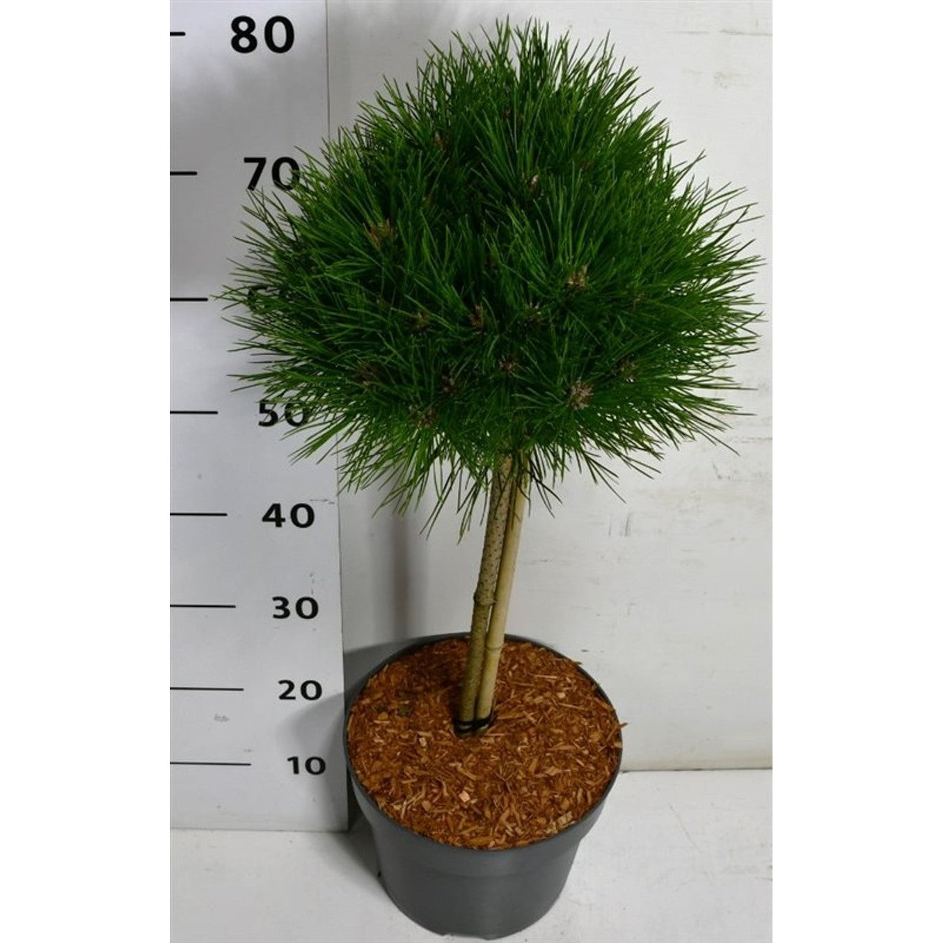 Svarttall – Pinus nigra 'Pierrick Bregeon' - C7.5 40cm. Stam