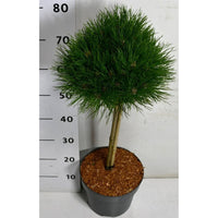 Svarttall – Pinus nigra 'Pierrick Bregeon' - C7.5 40cm. Stam