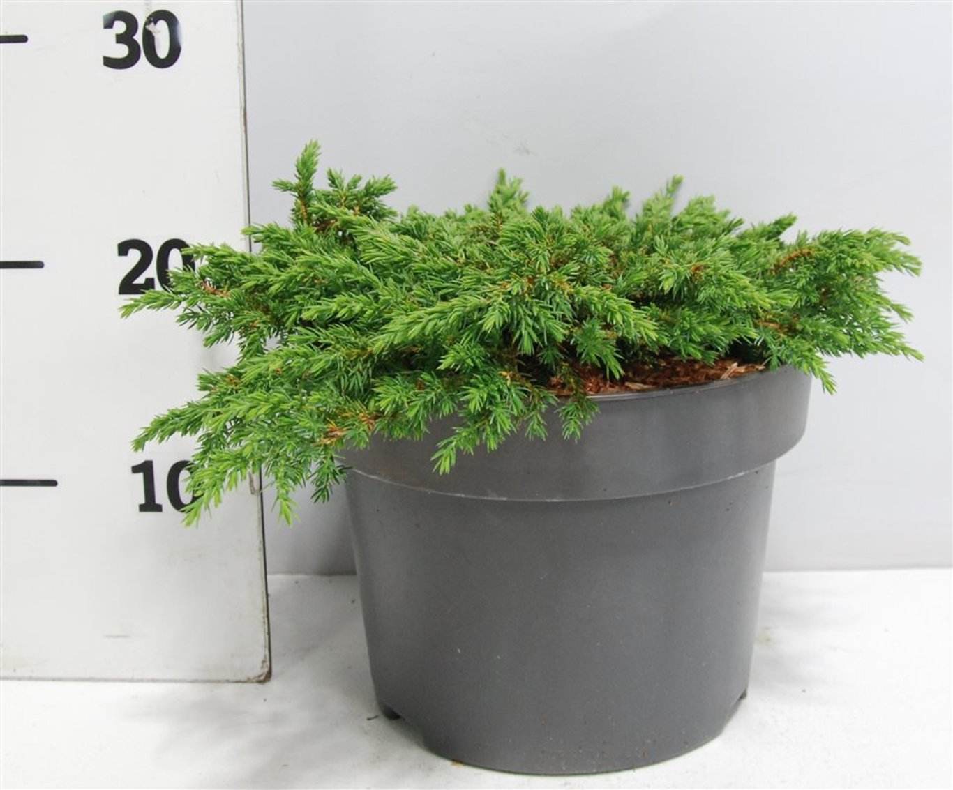 En – Juniperus communis 'Green Carpet' - C5 30-40 cm.