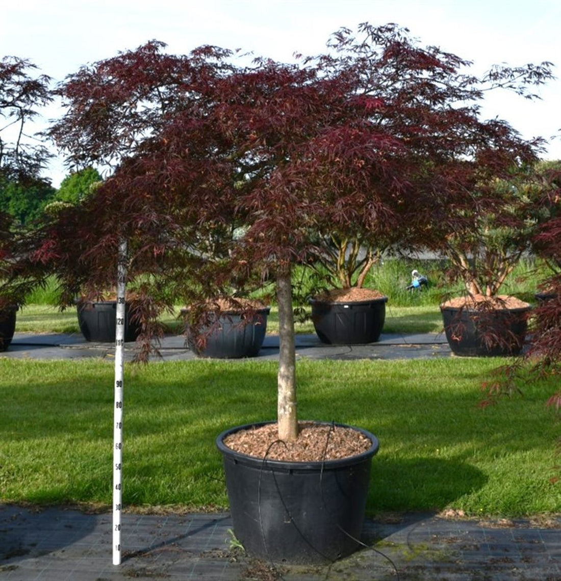 Japansk lönn – Acer palmatum &