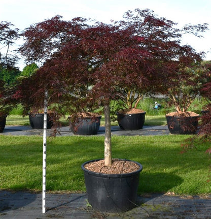 Japansk lönn – Acer palmatum &