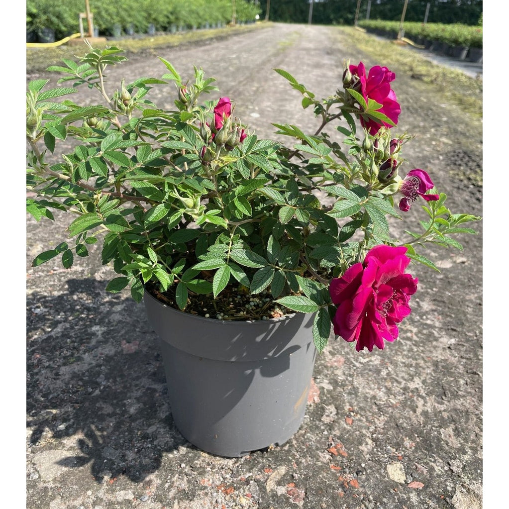 Rugosaros – Rosa rugosa 'Take it Easy' (r); - C4,6